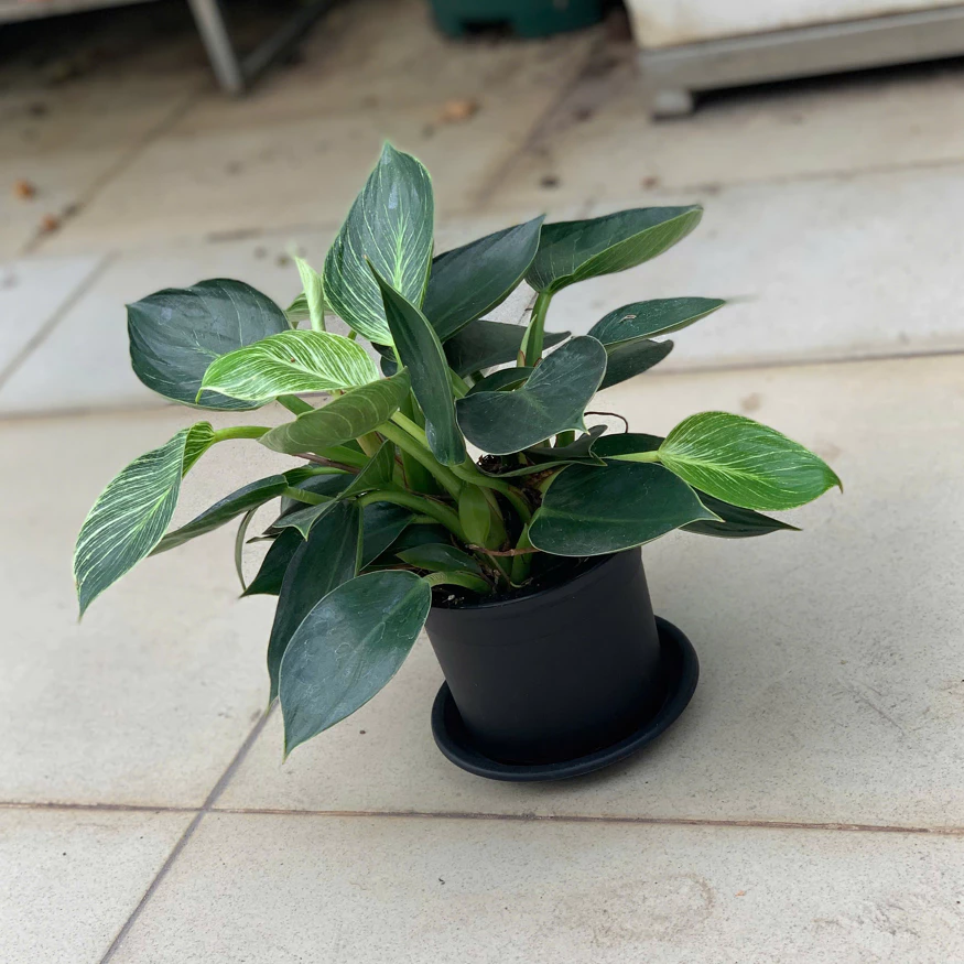 vn-11134208-7ras8-m41500k7ytjb52@resize_w875_nl