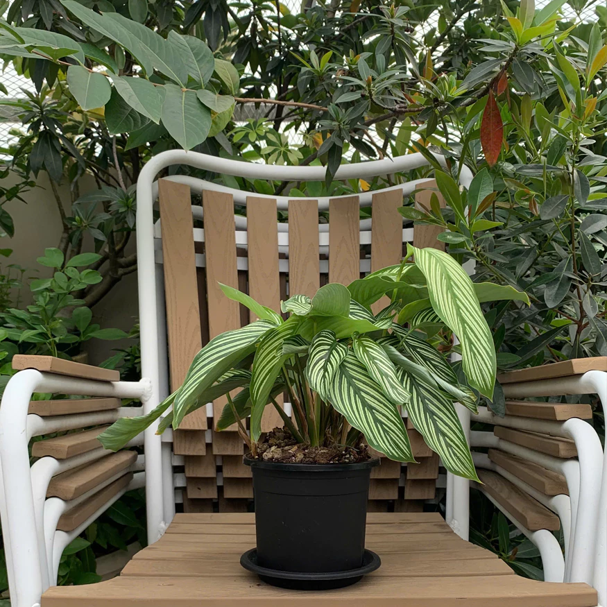 vn-11134208-7ras8-m41kplxr63z478@resize_w875_nl