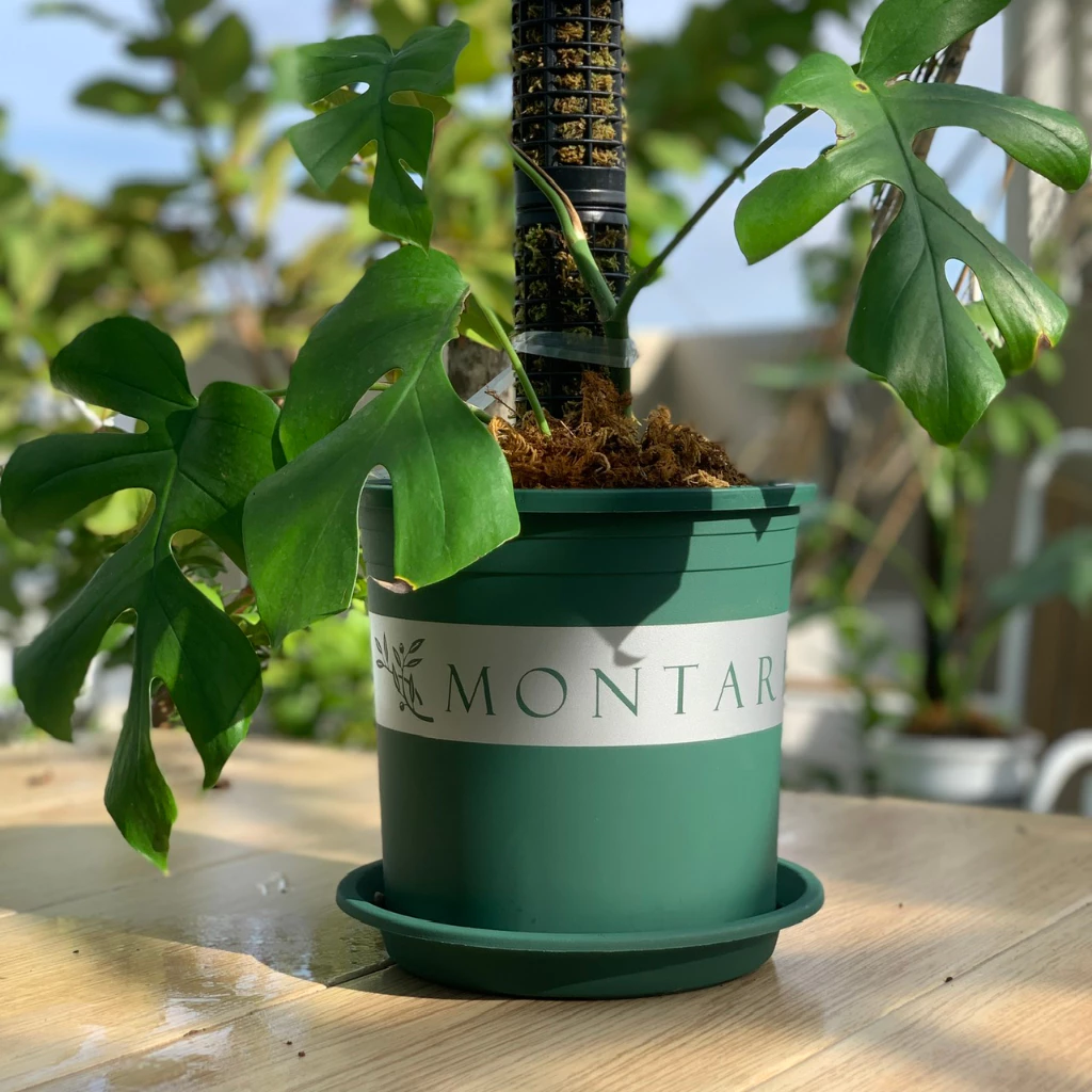 Bộ chậu Montario