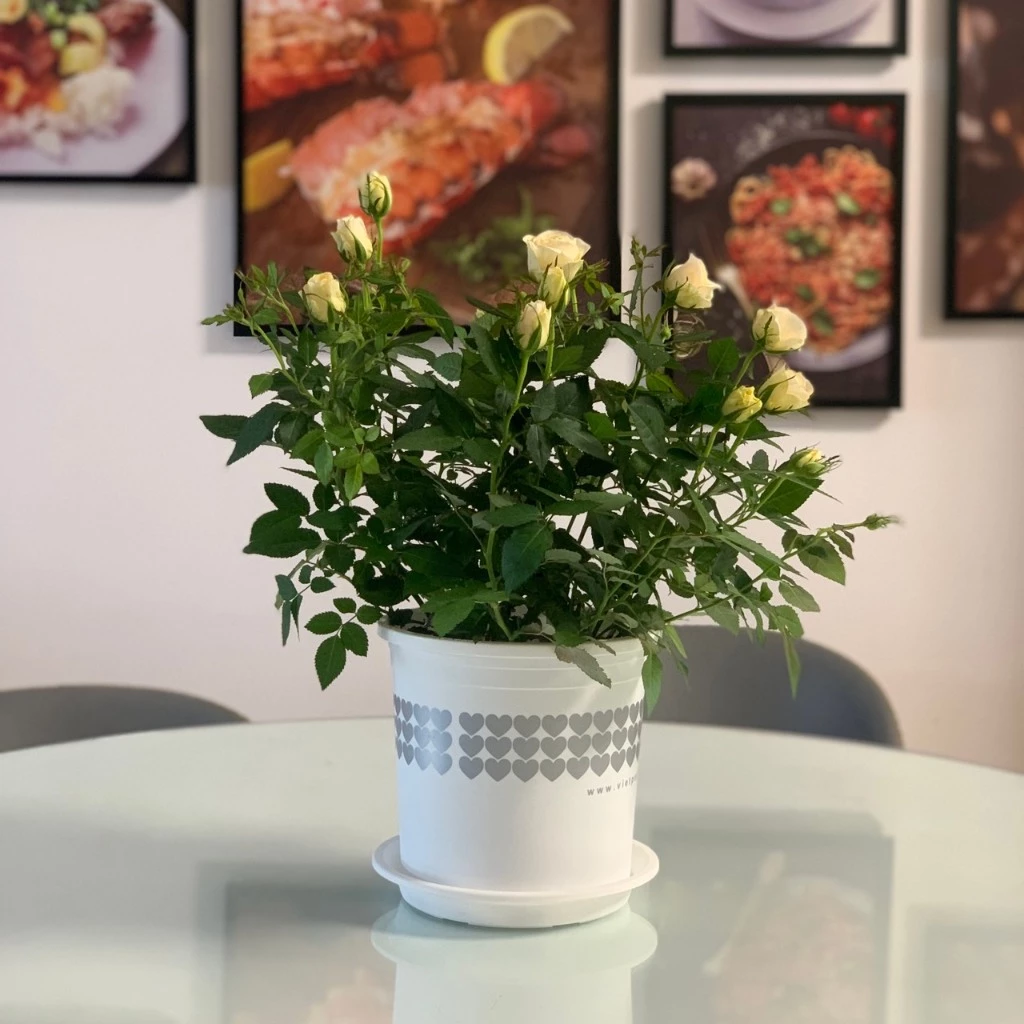 Bộ chậu hoa văn Tim