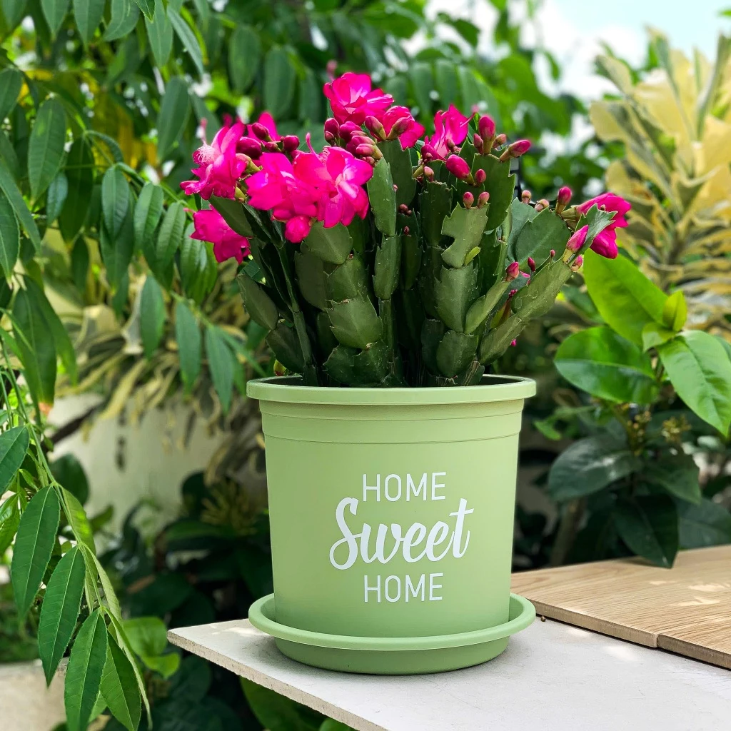 Bộ chậu Home Sweet Home